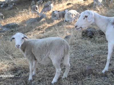 The Wooly Weeders — Jet&nbsp;Eliot